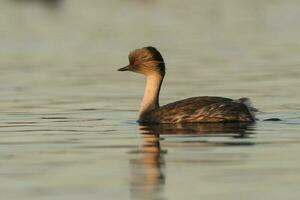 Silvery Grebe in Pampas lagoo environment, Patagonia, Argentina photo