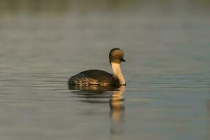 Silvery Grebe in Pampas lagoo environment, Patagonia, Argentina photo