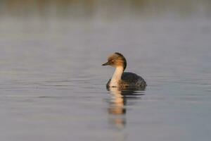 Silvery Grebe in Pampas lagoo environment, Patagonia, Argentina photo