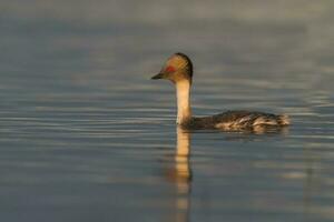 Silvery Grebe in Pampas lagoo environment, Patagonia, Argentina photo