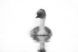 Silvery Grebe in Pampas lagoo environment, Patagonia, Argentina photo