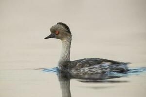 Silvery Grebe in Pampas lagoo environment, Patagonia, Argentina photo