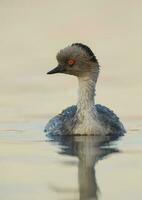 Silvery Grebe in Pampas lagoo environment, Patagonia, Argentina photo