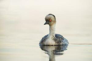 Silvery Grebe in Pampas lagoo environment, Patagonia, Argentina photo