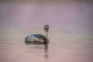 Silvery Grebe in Pampas lagoo environment, Patagonia, Argentina photo