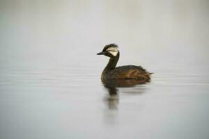 White tufted Grebe, La Pampa Province, Patagonia, Argentina photo