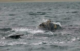 Sohutern right whales in the surface, Peninsula Valdes, Patagonia,Argentina photo