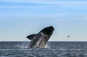 Southern Right whale jumping , Peninsula Valdes Patagonia , Argentina photo