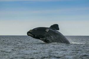 Southern Right whale jumping , Peninsula Valdes Patagonia , Argentina photo