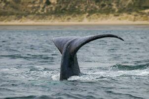 Southern Right whale tail , Peninsula Valdes Patagonia , Argentina photo