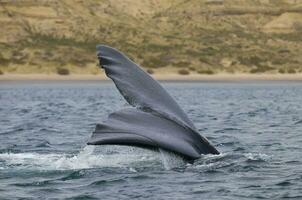 Southern Right whale tail , Peninsula Valdes Patagonia , Argentina photo