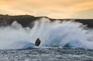 Southern Right whale jumping , Peninsula Valdes Patagonia , Argentina photo