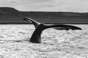 del Sur Derecha ballena cola , península valdés Patagonia , argentina foto