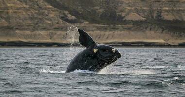 Southern Right whale jumping , Peninsula Valdes Patagonia , Argentina photo