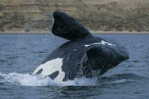 Southern Right whale jumping , Peninsula Valdes Patagonia , Argentina photo