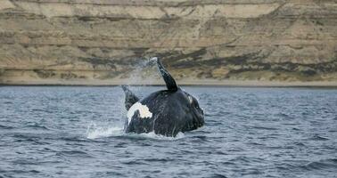 Southern Right whale jumping , Peninsula Valdes Patagonia , Argentina photo