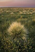 Pampas grass landscape at sunset, La Pampa Province,  Argentina photo