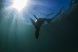Sea Lion underwater, peninsula Valdes, Patagonia Argentina. photo