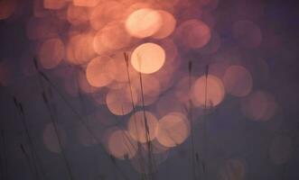 Grass, abstract, background photo