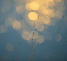 Grass, abstract, background photo