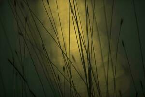 Grass, abstract, background photo