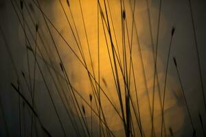 Grass, abstract, background photo