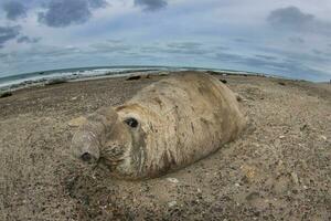 Elephant seal, Peninsula Valdes, Patagonia, Argentina. photo