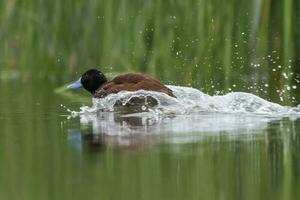 Silvery Grebe in lagoon environment, La Pampa Province, Patagonia, Argentina. photo