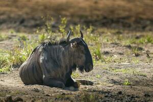 azul ñu, kruger nacional parque, sur África. foto