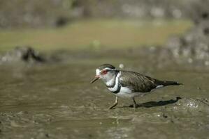 Three banded plover, Africa photo