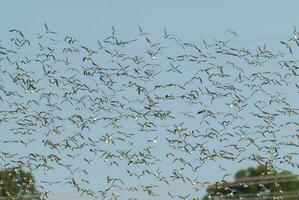 aves rebaño vuelo antecedentes , Patagonia, argentina foto