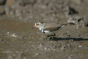 Three banded plover,in swamp environment, South Africa photo