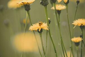 Bee on flower,Patagonia, Argentina photo