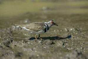 Three banded plover, Africa photo