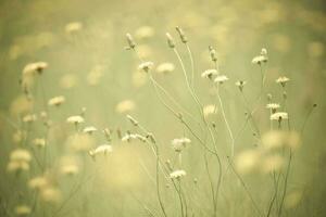 Flowery landscape in vintage color effect photo