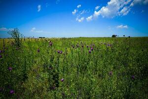 Flowery landscape in vintage color effect photo