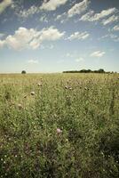 Flowery landscape in vintage color effect photo