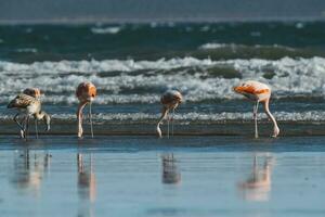 Flamingos feeding on a beach,Peninsula Valdes, Patagonia, Argentina photo