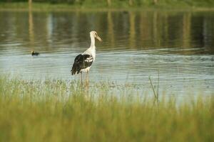 Stork on a lagoon, La Pampa,Argentina photo