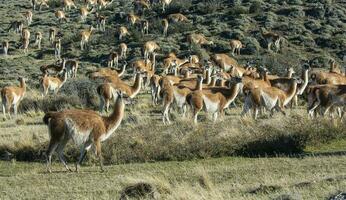 guanacos pastoreo,torres del paine nacional parque, Patagonia, Chile. foto