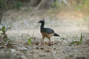 Bare faced Curassow, in a jungle environment, Pantanal Brazil photo