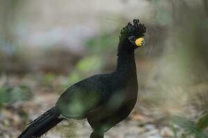 Bare faced Curassow, in a jungle environment, Pantanal Brazil photo