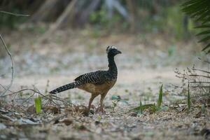 Bare faced Curassow, in a jungle environment, Pantanal Brazil photo