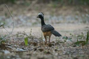 Bare faced Curassow, in a jungle environment, Pantanal Brazil photo