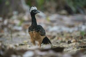 Bare faced Curassow, in a jungle environment, Pantanal Brazil photo