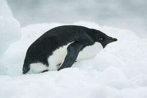 Adelie Penguin, juvenile on ice, Paulet island, Antarctica photo