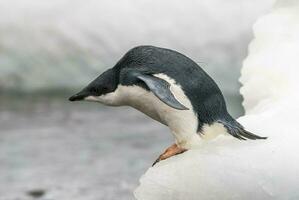 adelie pingüino, juvenil en hielo, paulet isla, Antártida foto