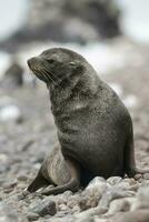 antártico piel sello arctophoca gacela, un playa, antártico península. foto