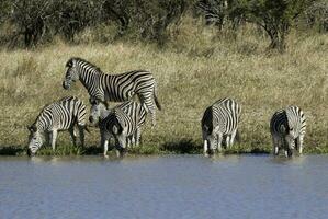 manada de cebras en el africano sabana foto