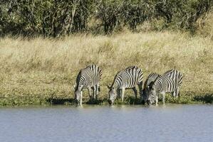 manada de cebras en el africano sabana foto